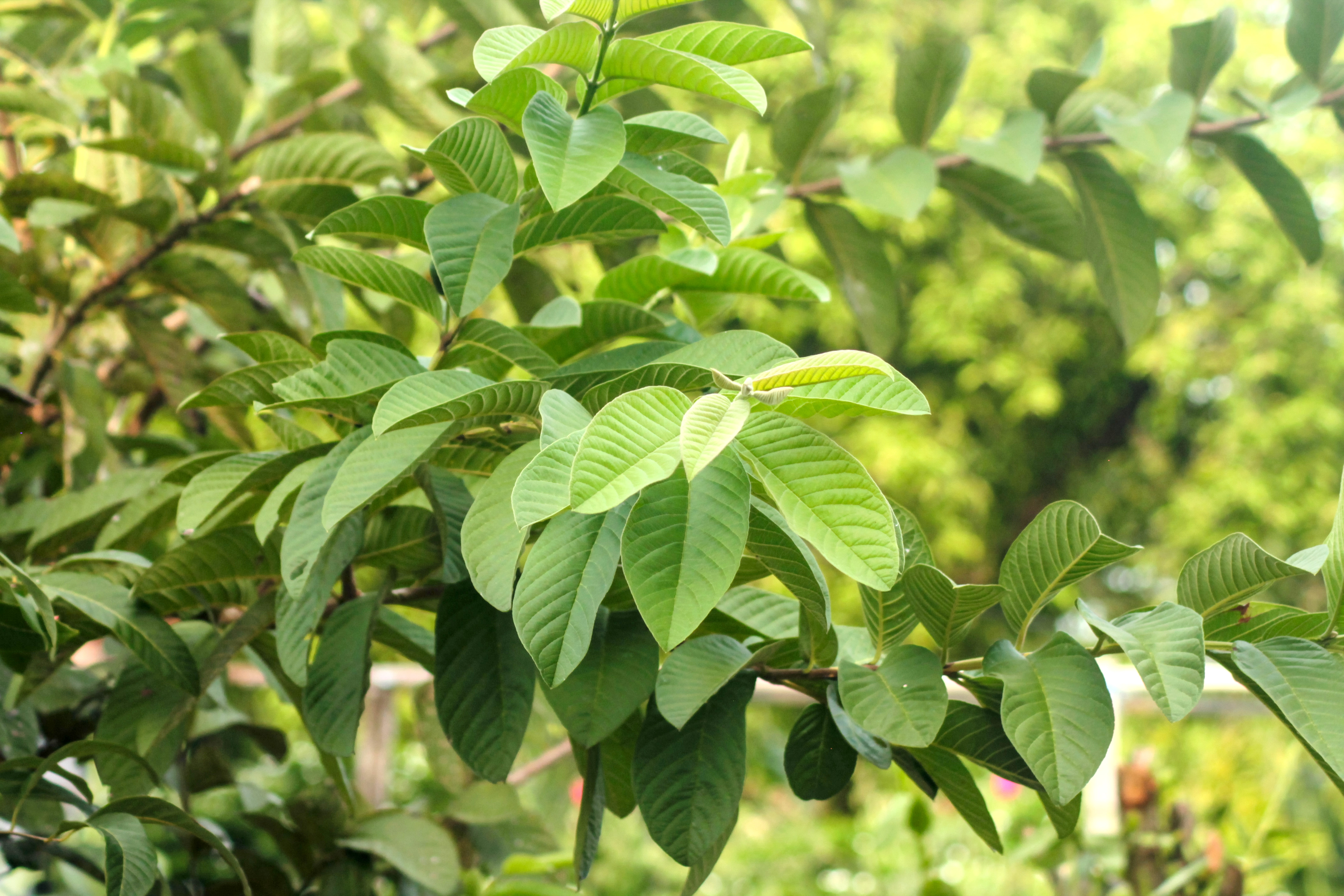 Development and stability evaluation of an exfoliating phytocosmetic based on Moringa oleifera, Orbignya phalerata, Psidium guajava and Apis mellifera